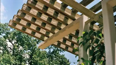 Dřevěná pergola s rostlinami na modré obloze.