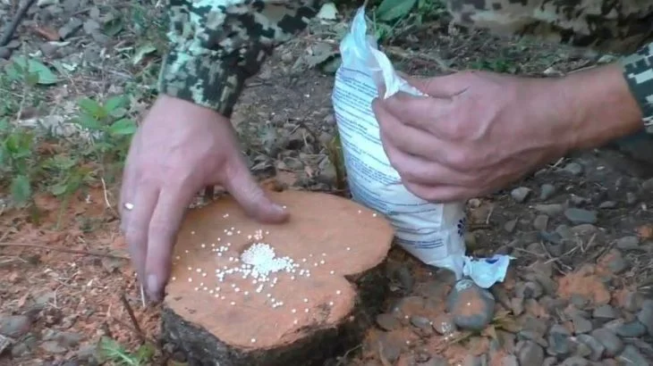 Osoba nasypává sůl na odříznutý pařez venku.