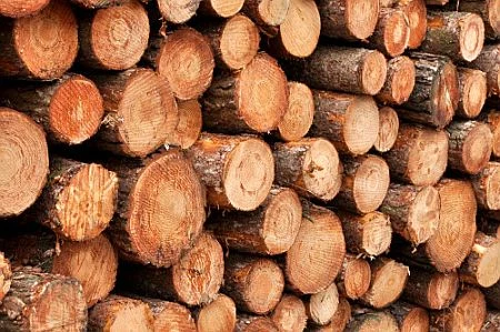 Skládané kmeny dřeva s viditelnou strukturou a hustotou.