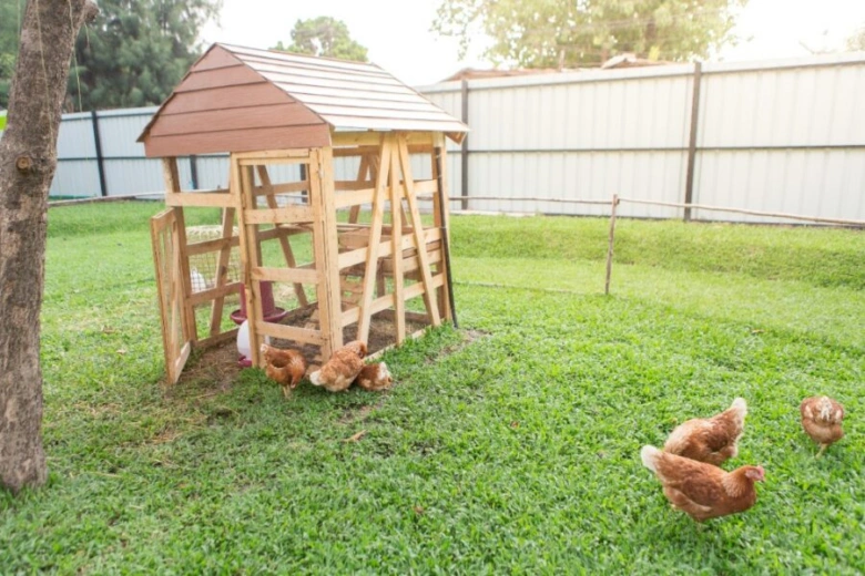 Chicken coop with hens