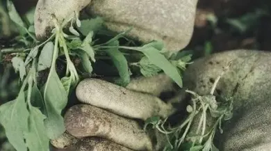 Ruční odstraňování plevelu rukama v zahradě.