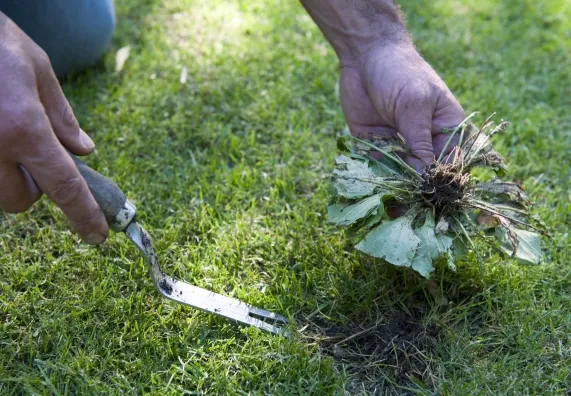 Ruční odstraňování plevelu zahradním nástrojem z trávníku.