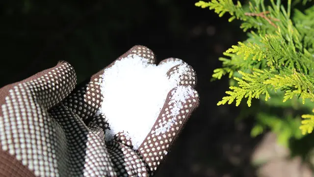 Ruka v rukavici drží sůl pro likvidaci pařezu.