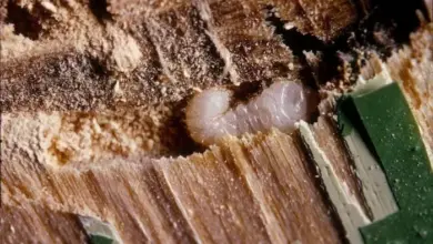 Bílá larva dřevokazného hmyzu v kůře stromu.