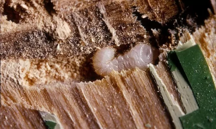 Bílá larva dřevokazného hmyzu v kůře stromu.