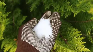 Ruka v rukavici drží bílou sůl před zelenou jehličnatou rostlinou.