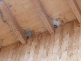 Střemena podkroví s plísňovými skvrnami na dřevě.